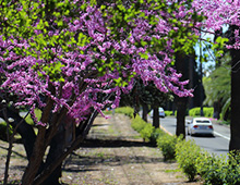 Trees along Victoria Ave 